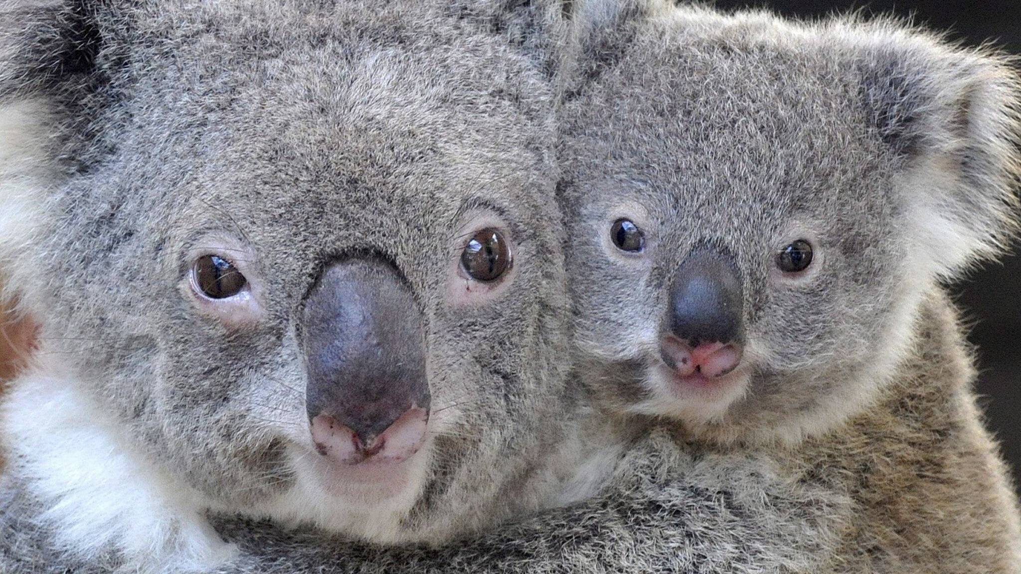 SDR steunt WNF actie Australië